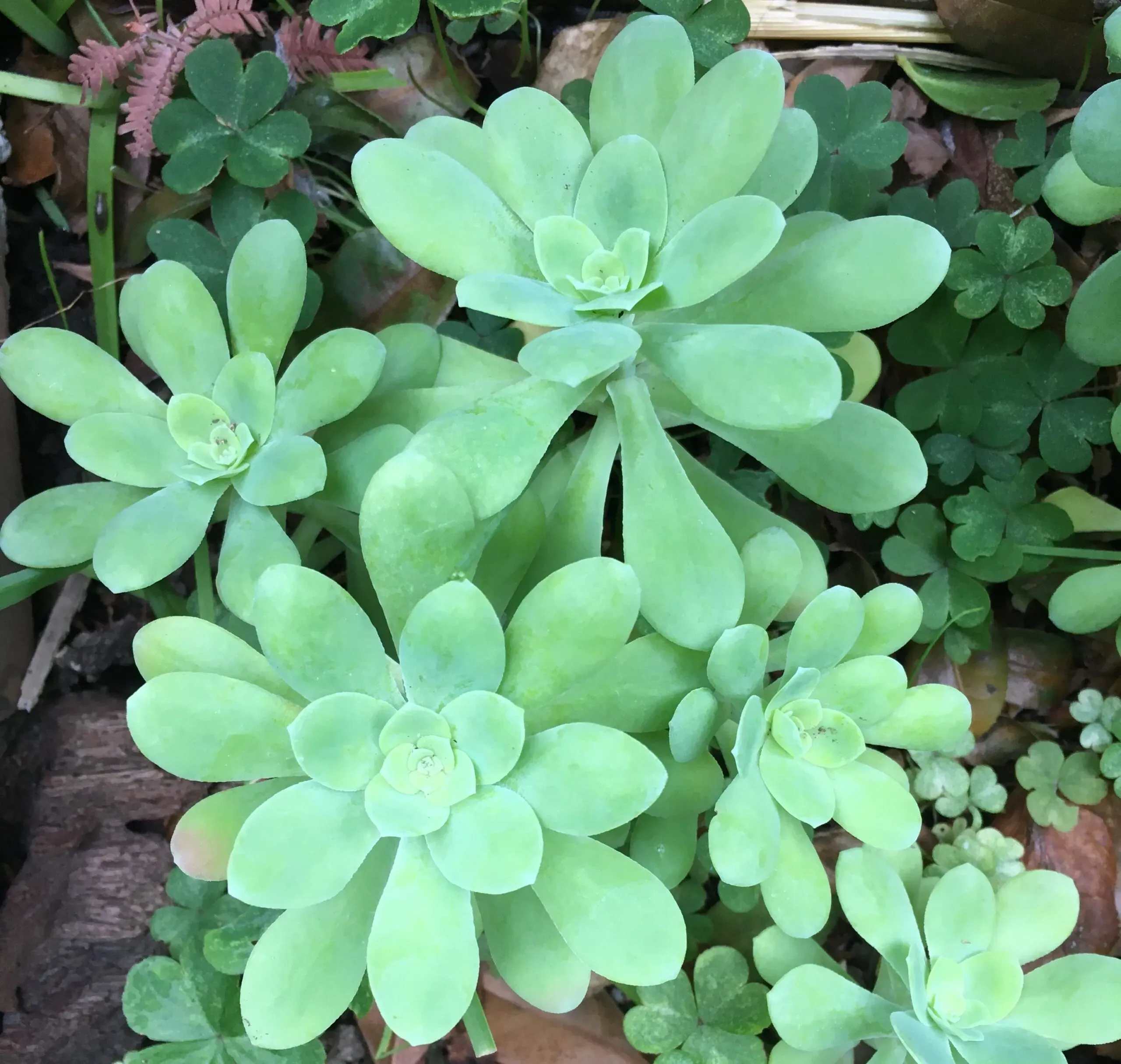 多肉植物 薄化粧 育て方：【決定版】失敗しない！初心者も安心の完全マニュアル